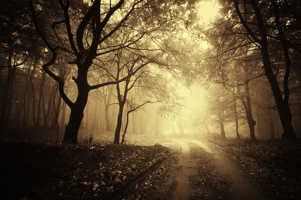 Road trough forest with mysterious fog — Stock Photo, Image