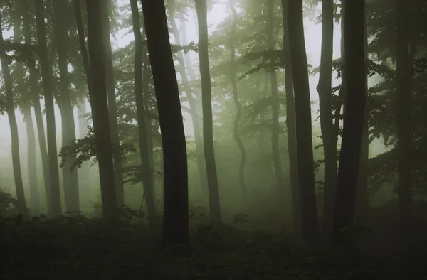 Bosque natural verde con niebla oscura —  Fotos de Stock