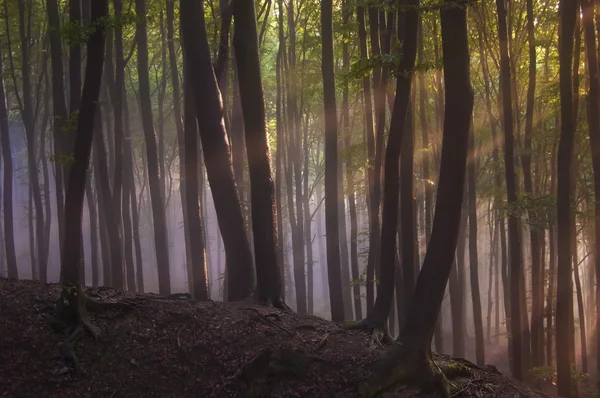 Rayos solares en el bosque con niebla —  Fotos de Stock