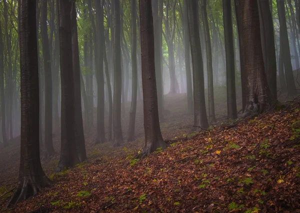 Tmavý tajemného lesa s mlha v noci na Halloween — Stock fotografie