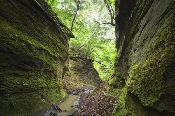 Verborgen vallei in de jungle — Stockfoto