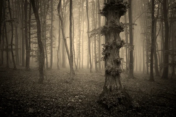 Dunkler Gruselwald mit geheimnisvollem Nebel — Stockfoto