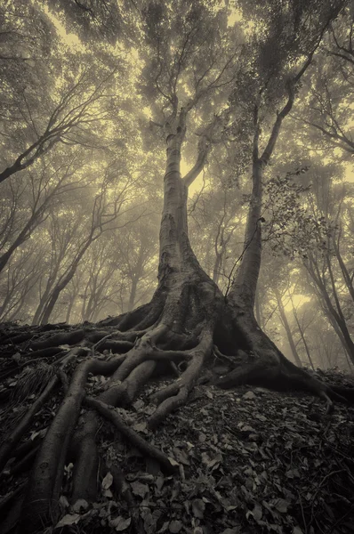 할로윈에 큰 뿌리를 가진 나무 — 스톡 사진