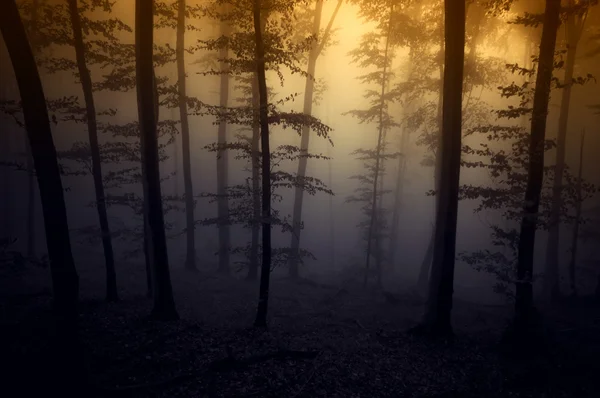 Dunkler Gruselwald — Stockfoto