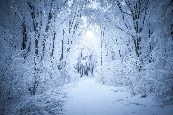 Frozen branches covered with frost — Stock Photo, Image