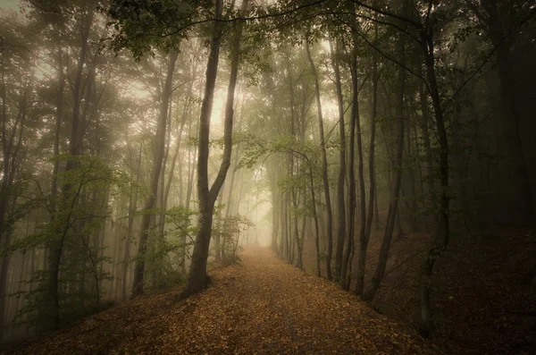 Bosque espeluznante oscuro — Foto de Stock