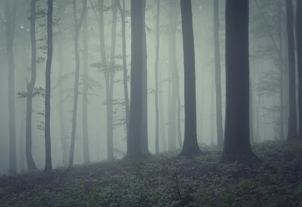 Alberi nella foresta nebbiosa — Foto Stock