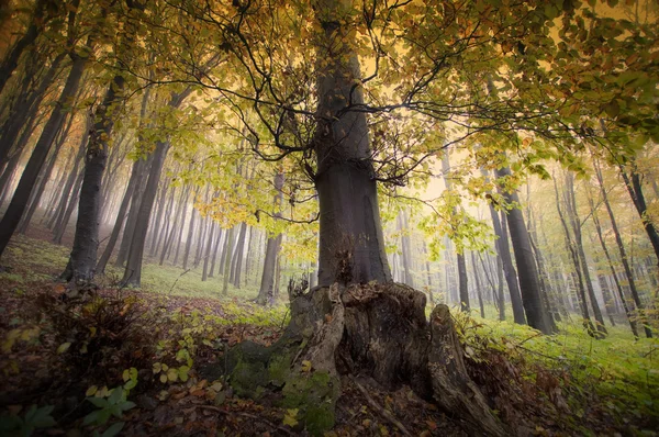 长有树木的秋天森林 — 图库照片
