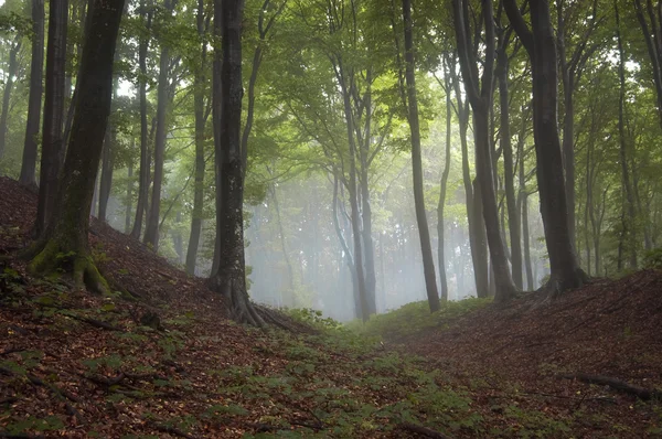 Alberi verdi nella foresta nebbiosa — Foto Stock