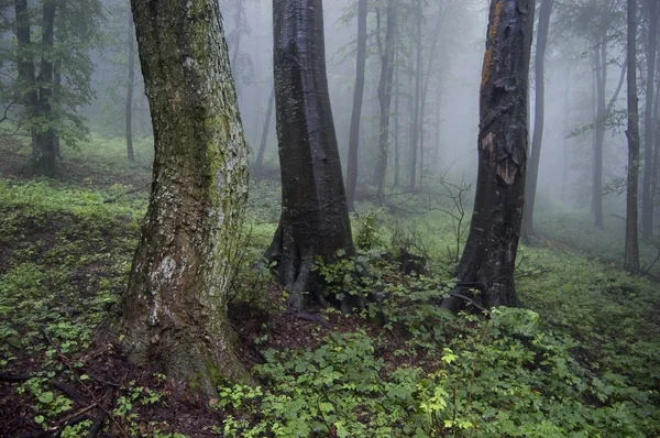 Mistige bos met bomen — Stockfoto