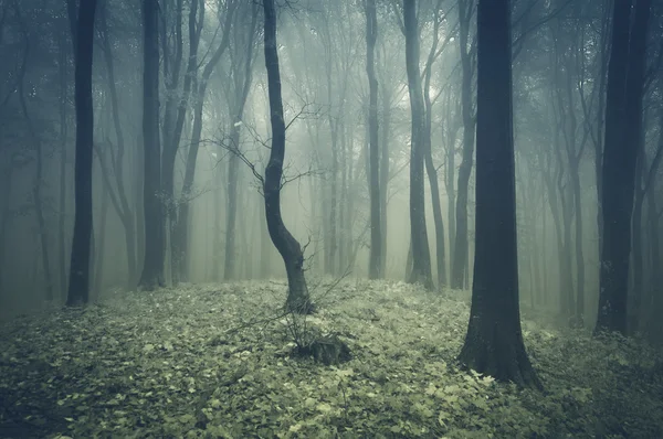 Forêt brumeuse avec arbres — Photo