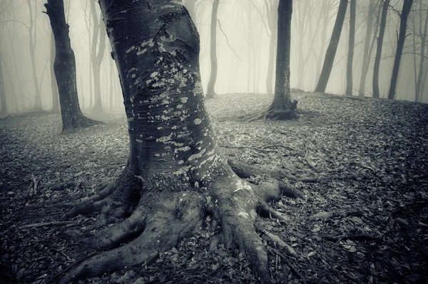 Bäume im nebligen Wald — Stockfoto