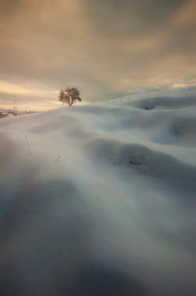 Kar ağacı olan kış manzarası — Stok fotoğraf