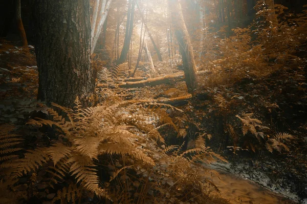 Autunno su un fiume di foresta — Foto Stock