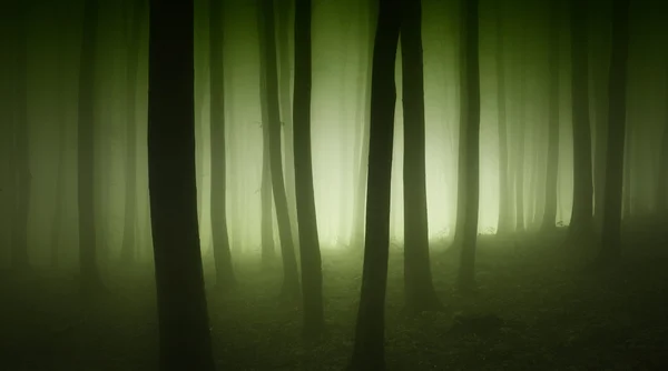 Misty forest with trees — Stock Photo, Image