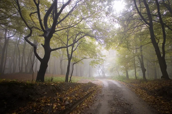 Straße durch nebligen Wald — Stockfoto