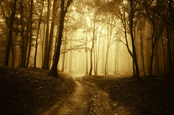 Estrada através da floresta nebulosa — Fotografia de Stock