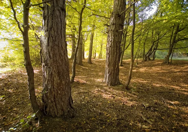 Zelené stromy v zamlžených lesních — Stock fotografie