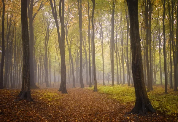 绿树在雾气弥漫的森林 — 图库照片
