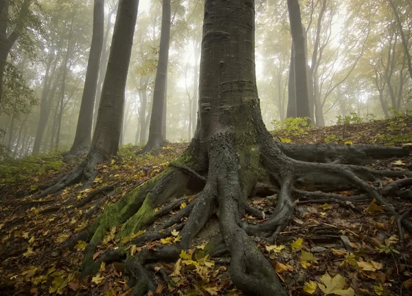 Grüne Bäume im nebligen Wald — Stockfoto