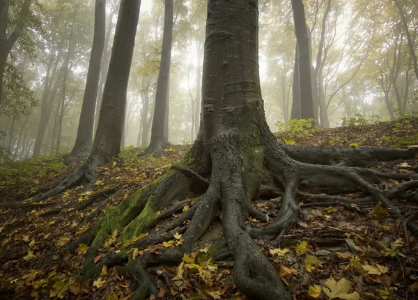 Árvores verdes na floresta nebulosa — Fotografia de Stock