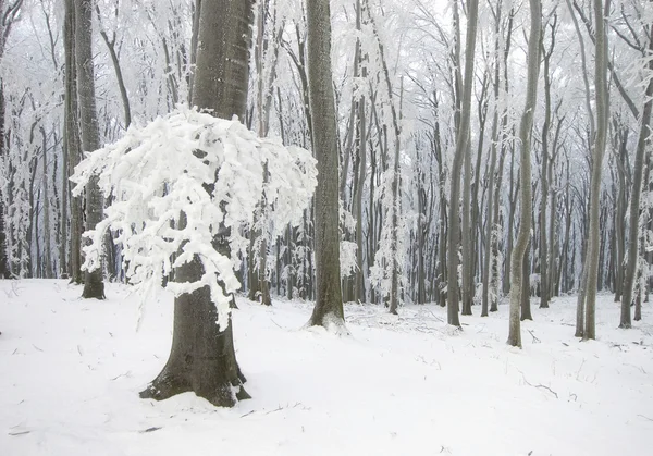 Paleltuneet puut talvella metsässä — kuvapankkivalokuva