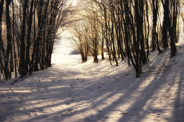 Shadows of trees in a frozen forest — Stock Photo, Image