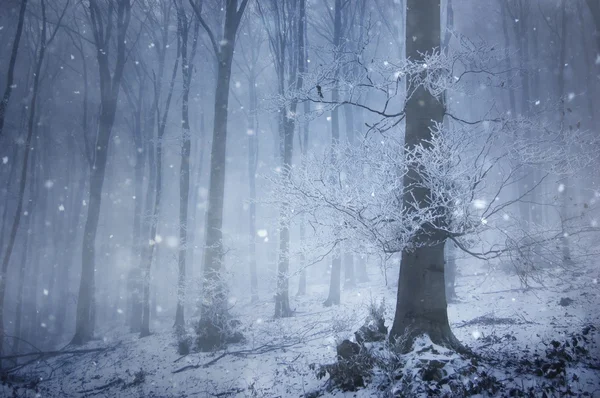 Sněžení v zimním lese — Stock fotografie