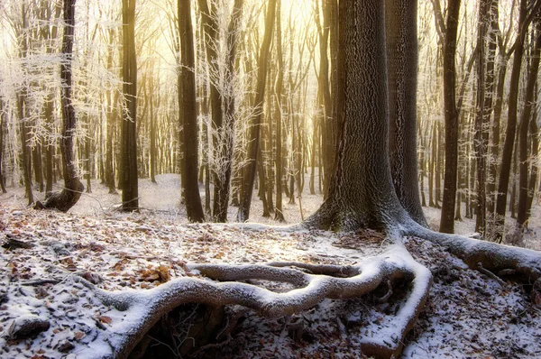 Forest in winter with frozen trees — Stock Photo, Image