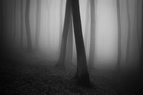 Forêt sombre avec brouillard — Photo