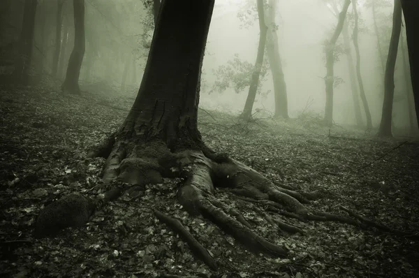 Sötét kísérteties erdő — Stock Fotó