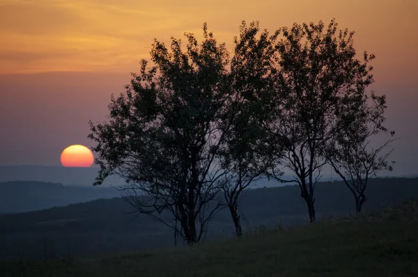 Zonsondergang landschap met bomen en zon — Stockfoto