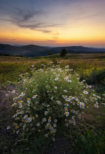 Bloemen in de weide bij zonsondergang — Stockfoto