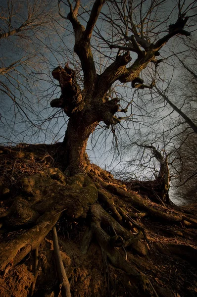 Oude boom in bos — Stockfoto