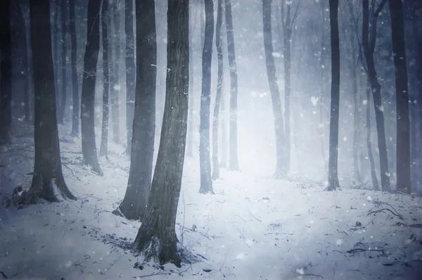 Schneefall im Winterwald — Stockfoto