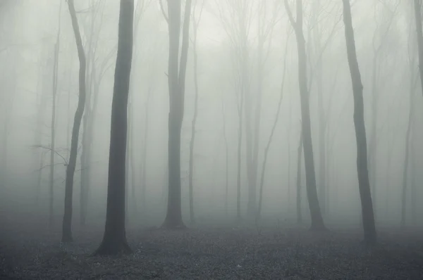 Деревья туманного леса — стоковое фото