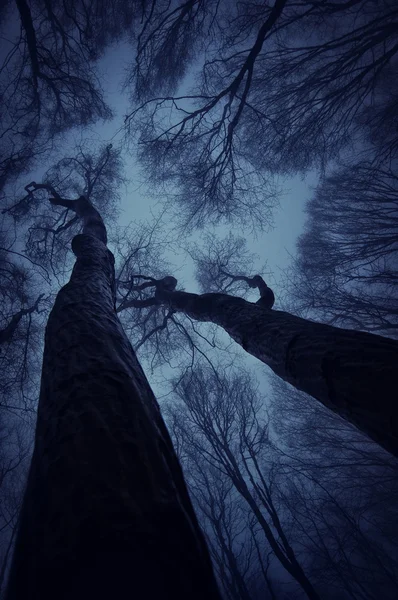 Niebo z lasu — Zdjęcie stockowe