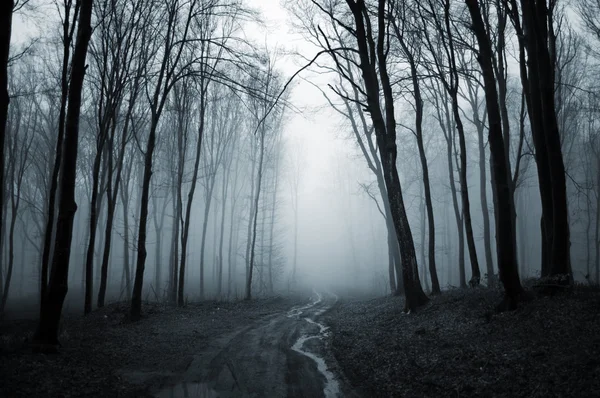 Chemin à travers la forêt brumeuse — Photo