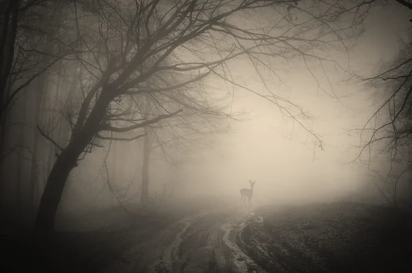 Cervo in una foresta nebbiosa — Foto Stock