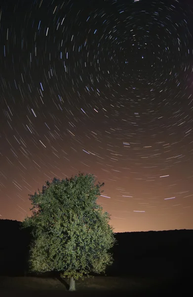 Yeşil ağaç ve gökyüzü yıldızlara — Stok fotoğraf