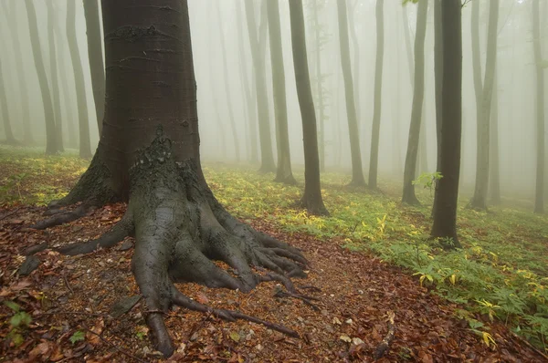 Bäume im nebligen Wald — Stockfoto