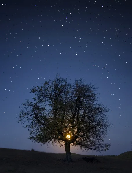 Étoiles et lune se levant à travers les branches — Photo