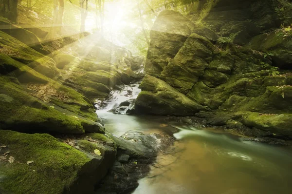 Sun shining in forest — Stock Photo, Image