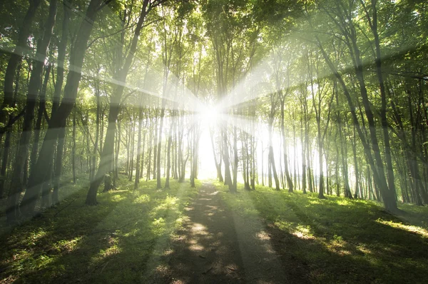 Zon schijnt in bos — Stockfoto