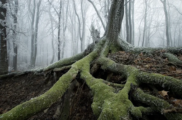 Árbol congelado con raíces retorcidas — Foto de Stock