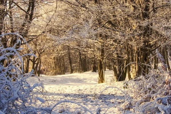 Orman kışın donmuş ağaçlarla — Stok fotoğraf