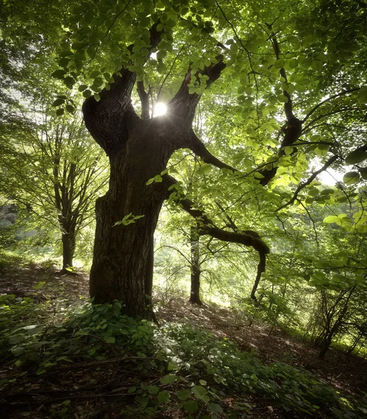 Énorme vieil arbre dans une forêt verte — Photo