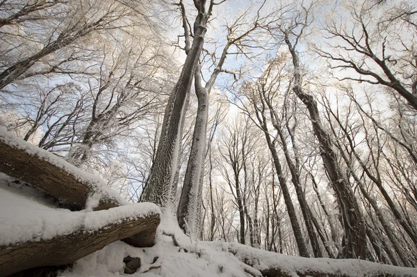 Donmuş ağaçlar Frost ile kaplı — Stok fotoğraf