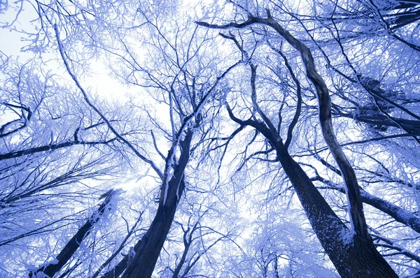 Arbres congelés recouverts de givre — Photo