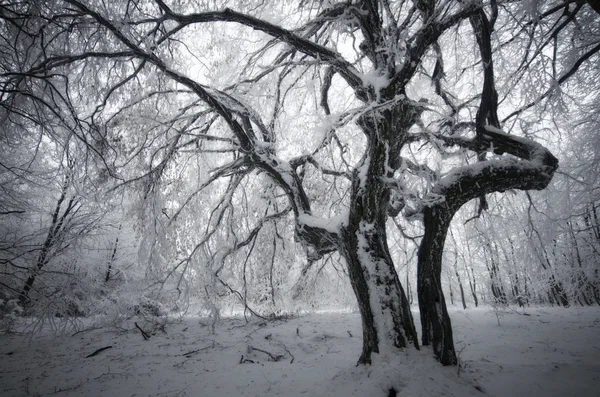 Alberi congelati ricoperti di brina — Foto Stock